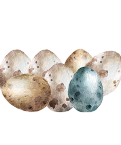 Eier Abo